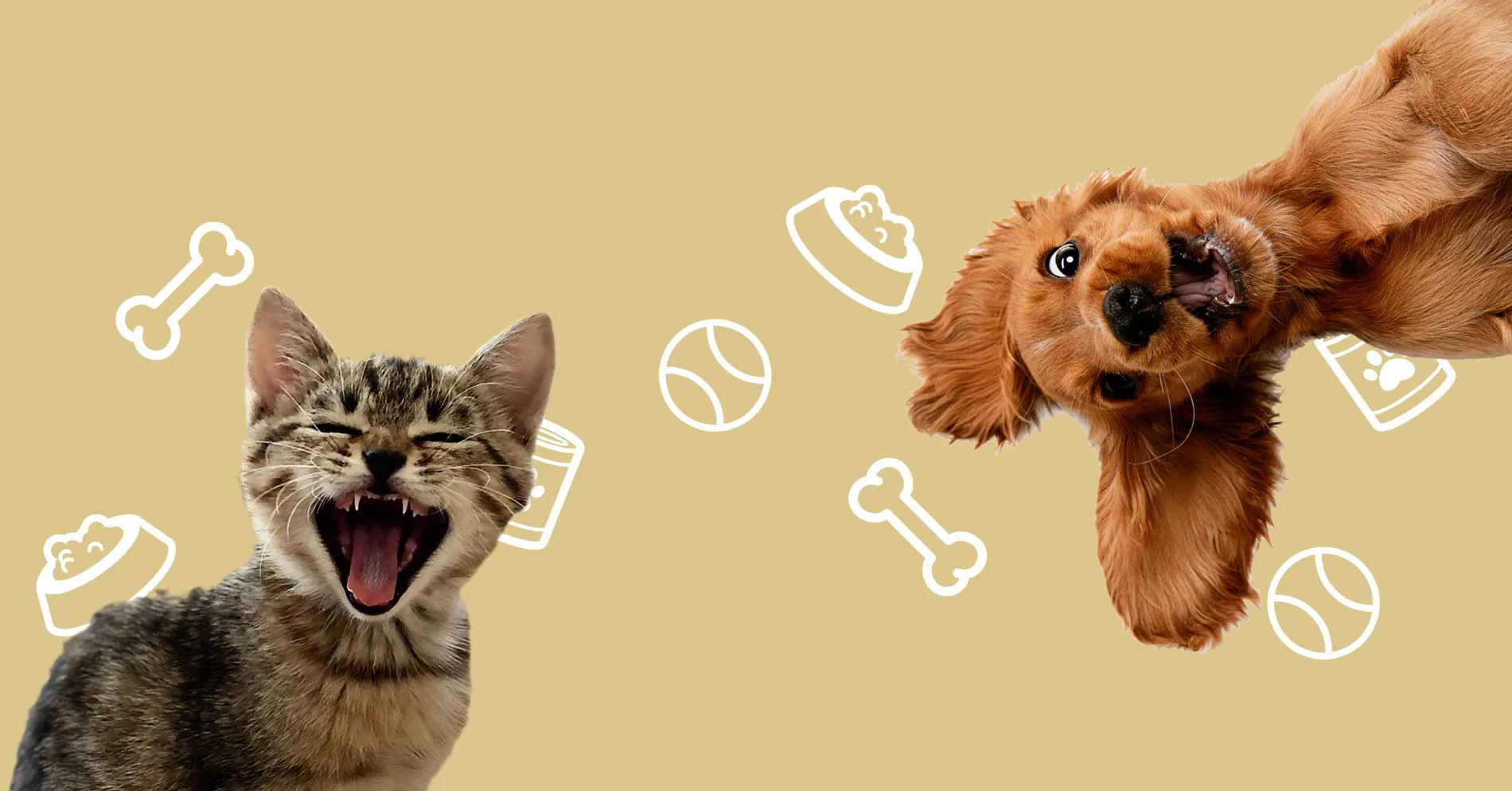 Is Grain Free Dog Food Good For Dogs?