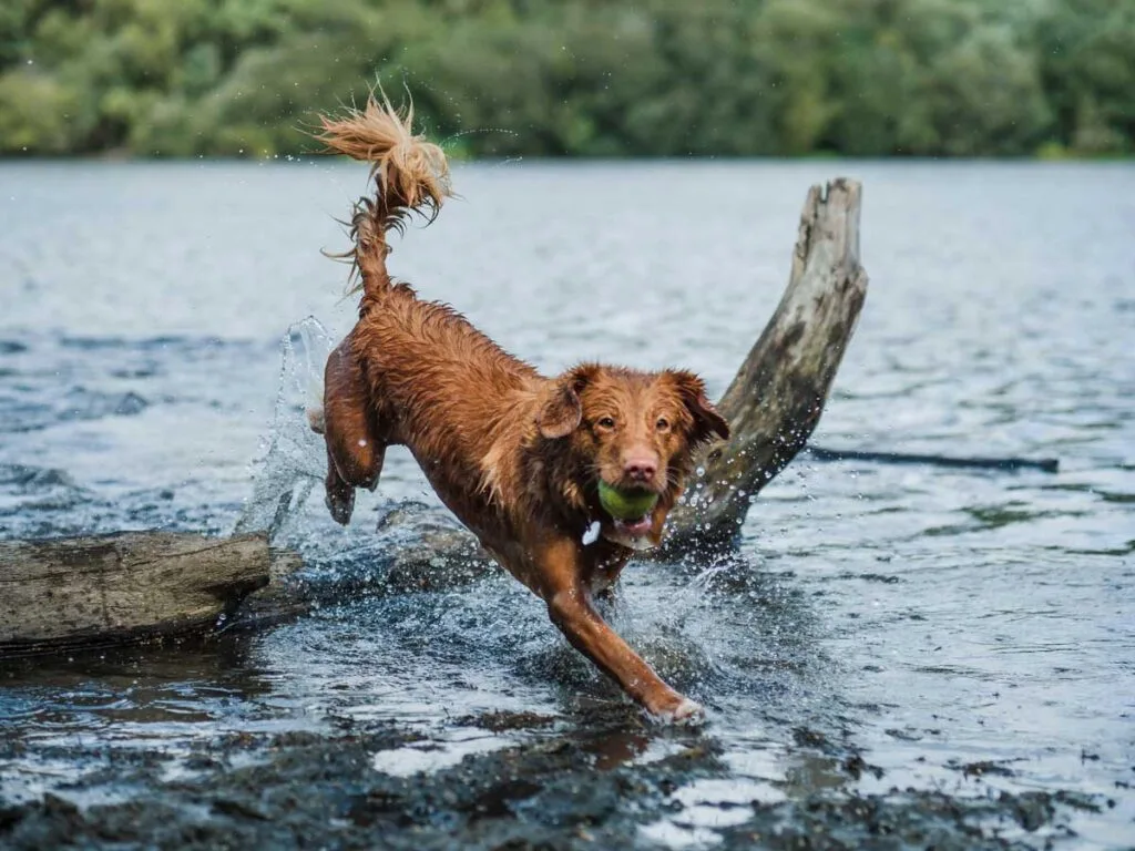 Benefits of High Fiber Dog Food