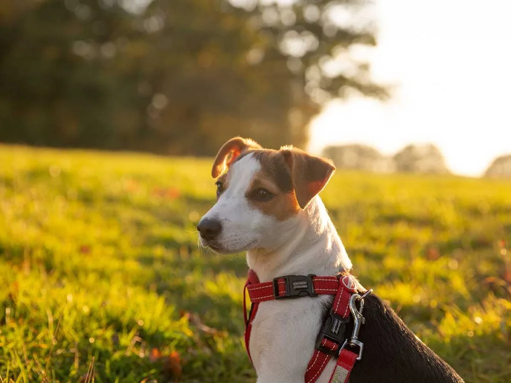 Best UK Grain-Free Dry Dog Foods