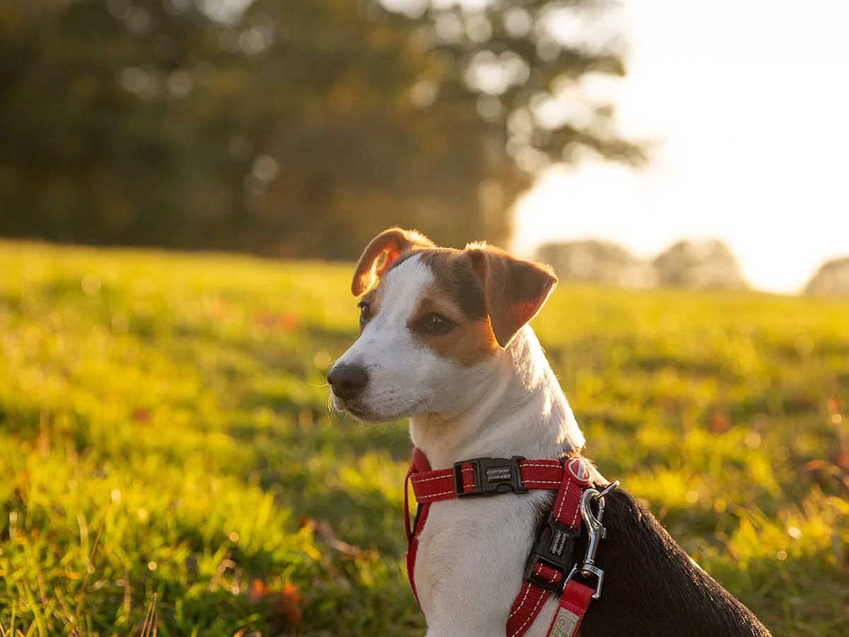 Best UK Grain-Free Dry Dog Foods
