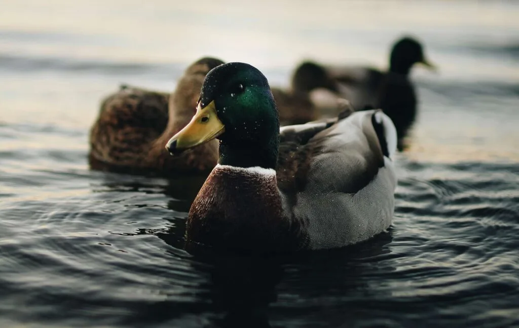 Duck Meat Good For Dogs