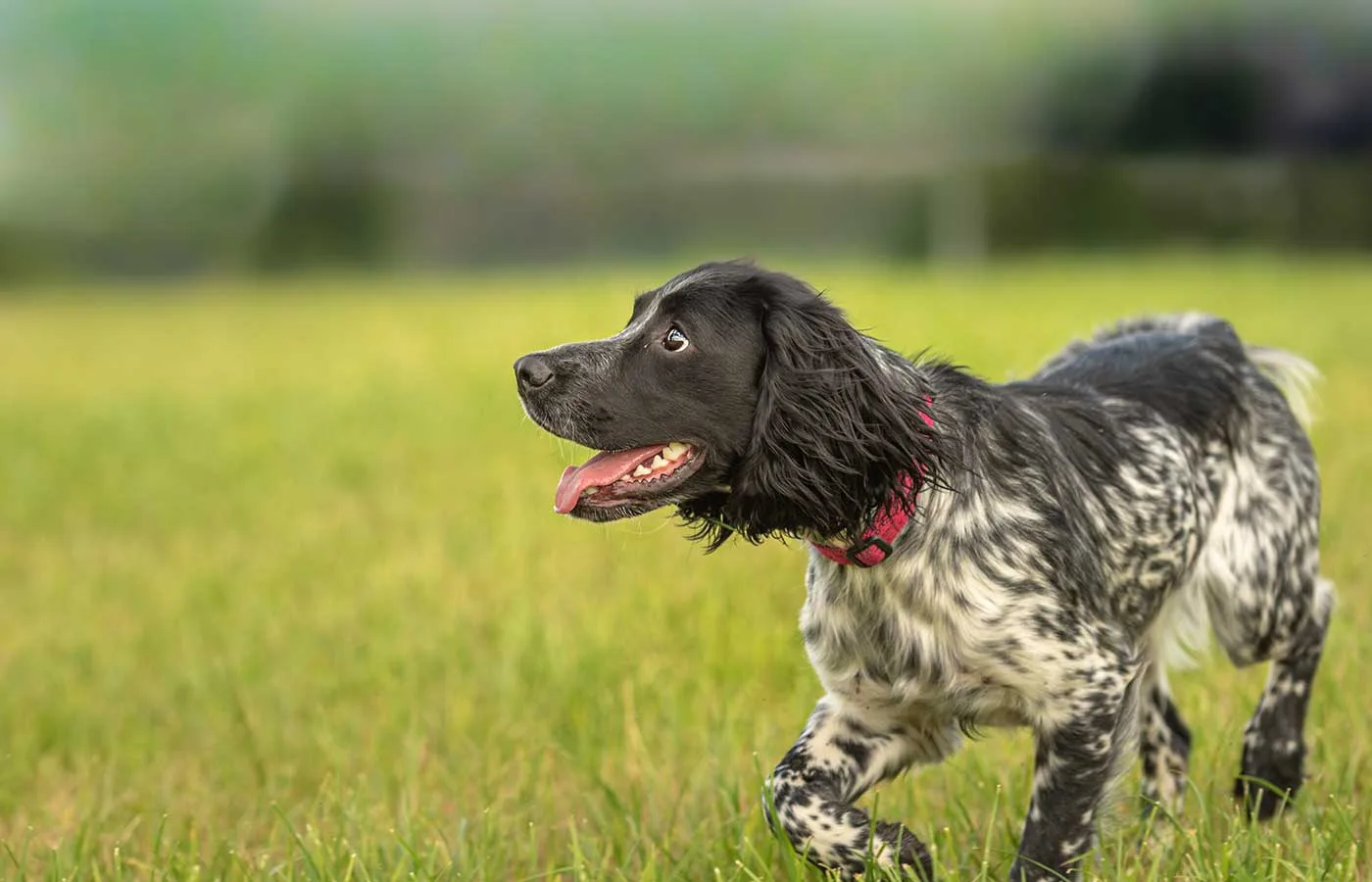 moorishly pet grain free working dog food