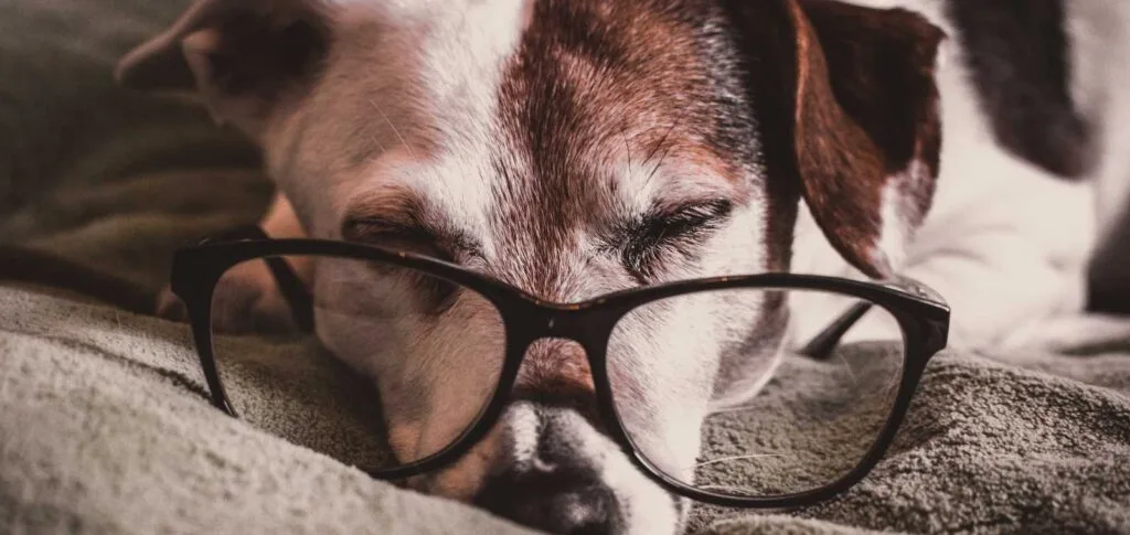 keep your senior dog healthy