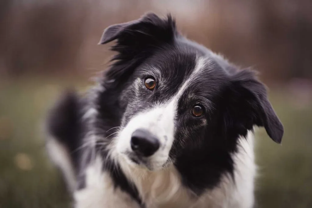 complete working dog food
